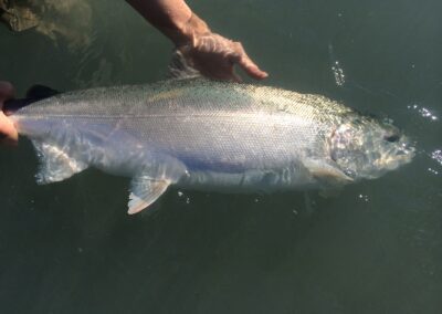 silver salmon in water
